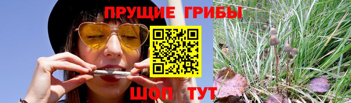 Галлюциногенные грибы GOLDEN TEACHER Выборг